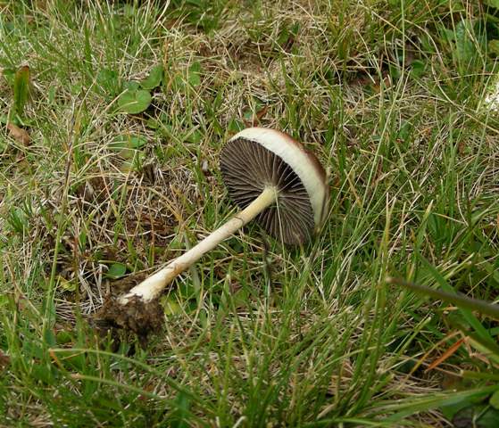 Funghi in quota, montagne del Lagorai (gruppo del Rava)